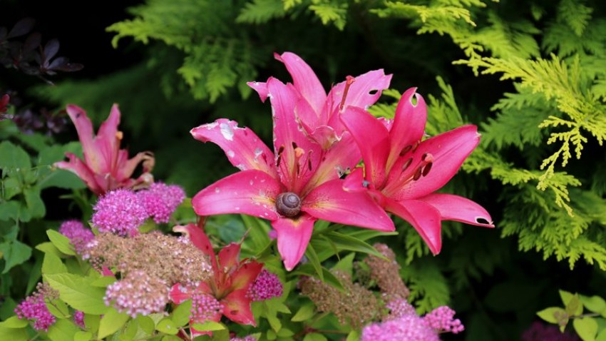 LNB Strazdumuižas organizācija devās ekskursijā uz Limbažu pusi