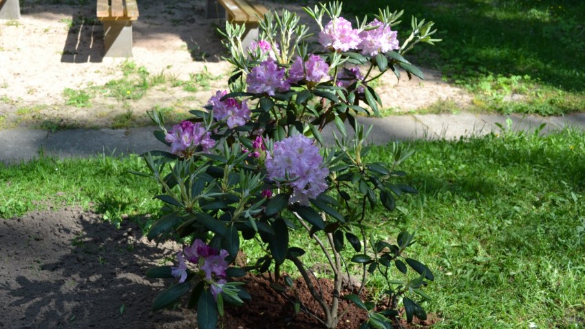 Strazdumuiža top arvien zaļāka un smaržīgāka