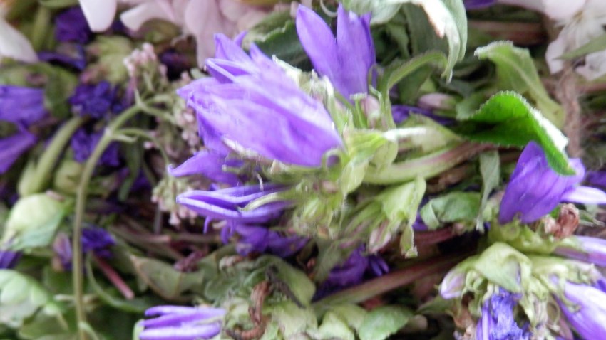 Balvu TO augu paklāju aušana