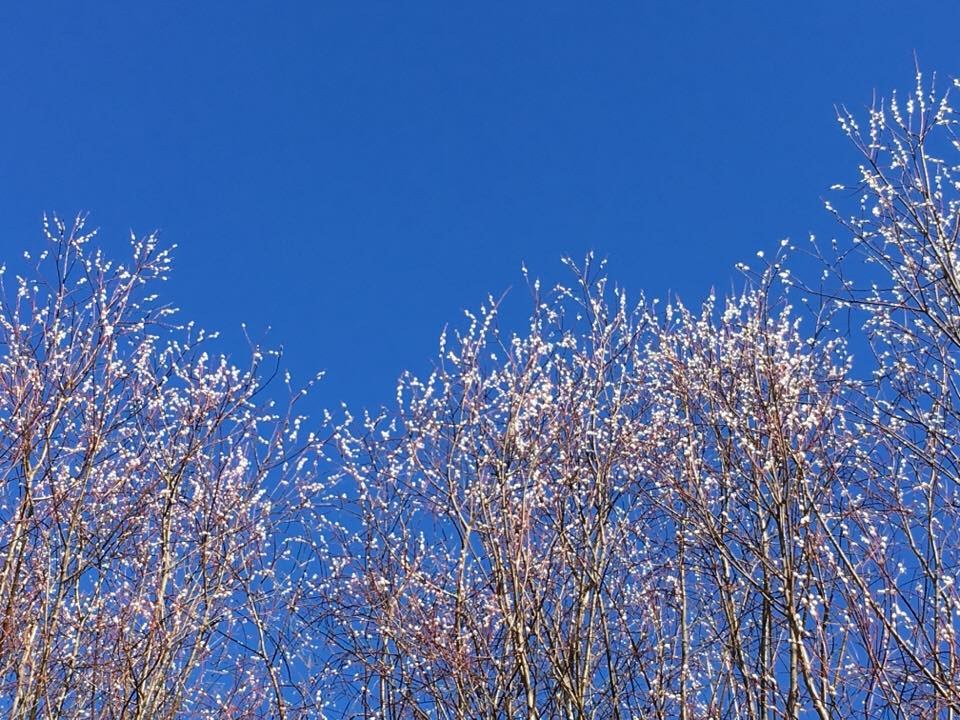 Sveiciens Pūpolu svētdienā!