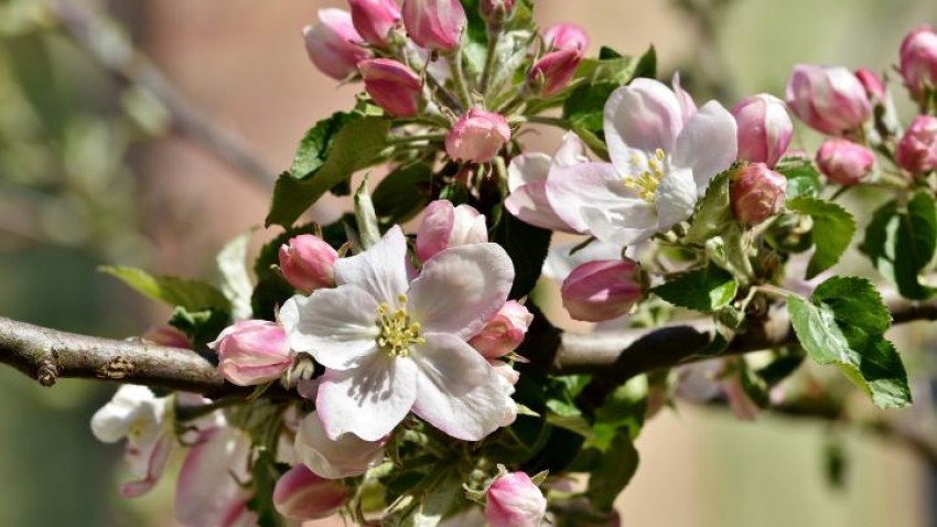 DARBA LAIKS MAIJA BRĪVDIENĀS!